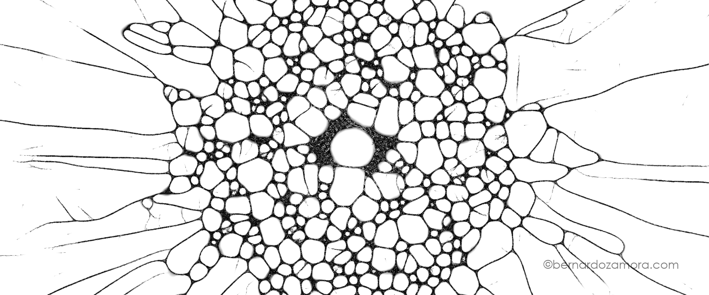 A high-contrast, black-and-white generative art simulation of a slime mold network. The pattern features a dense, central cluster of organic, bubble-like cellular compartments that transition into thin, delicate branching filaments radiating outward like a spider web against a stark white background.