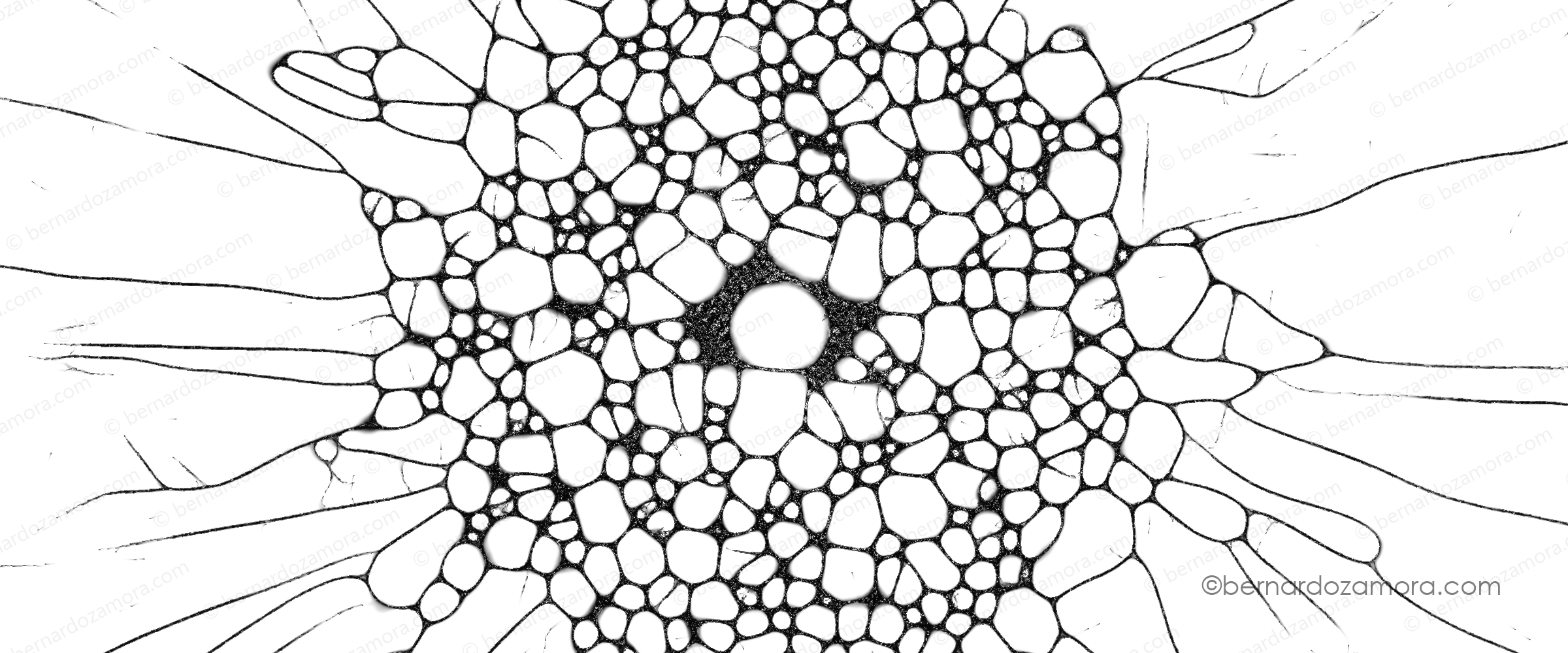 A high-contrast, black-and-white generative art simulation of a slime mold network. The pattern features a dense, central cluster of organic, bubble-like cellular compartments that transition into thin, delicate branching filaments radiating outward like a spider web against a stark white background.